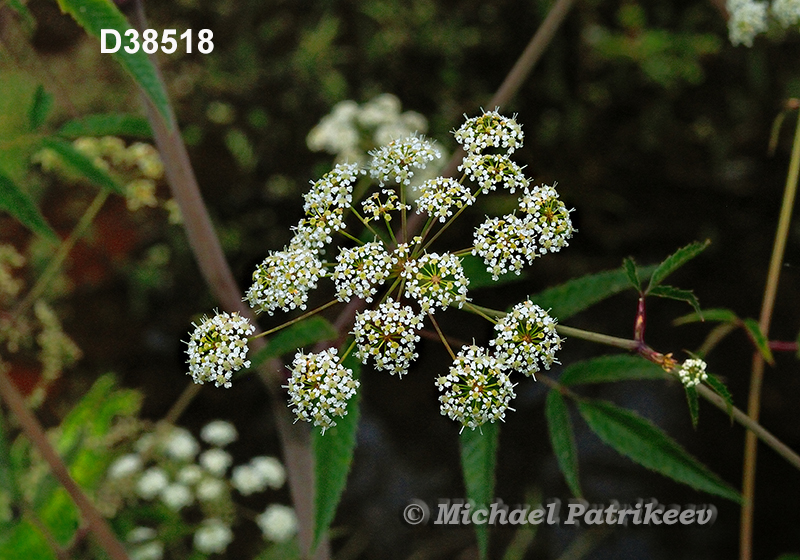 Spotted Water-hemlock (Cicuta maculata)